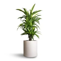 Max Refined Planter - Natural White -Plant potted plants Dracaena fragrans Lemon Lime Branched 21x70cm Max Refined Planter Natural White 29x29.5cm e3b1c807 5a5b 4e62 8c50 43b66461678b