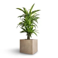 Raindrop Cube Planter - Stone 23 Raindrop Cube Planter - Stone -Plant potted plants Dracaena fragrans Lemon Lime Branched 21x70cm Raindrop Cube Planter Stone 30x30x27cm ae9dd8c7 c891 481d 8ac5 b1364706eab5