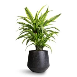 Dracaena Fragrans Lemon Lime - Branched 16 Dracaena Fragrans Lemon Lime - Branched -Plant potted plants Dracaena fragrans Lemon Lime Branched 21x70cm Raindrop Tube Round Planter Anthracite