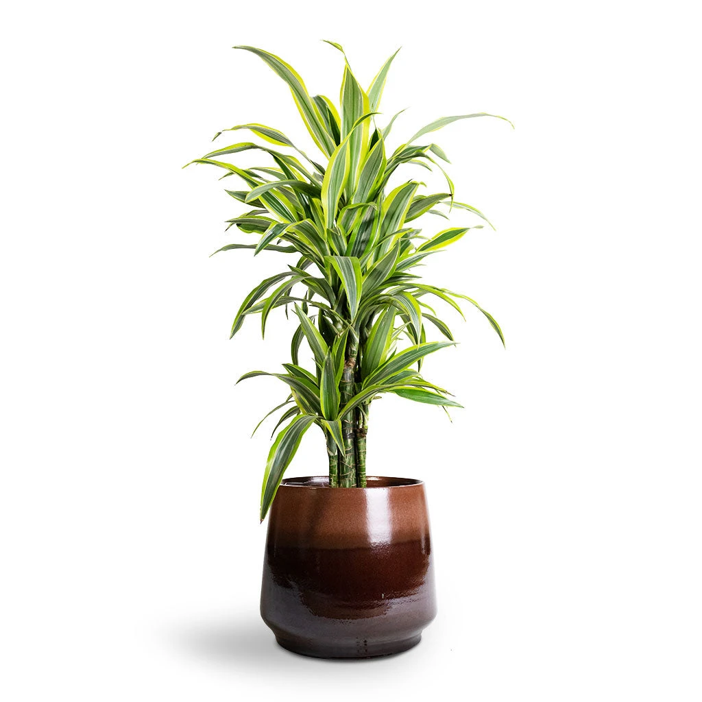 Dracaena Fragrans Lemon Lime - Branched 12 Dracaena Fragrans Lemon Lime - Branched - Image 10