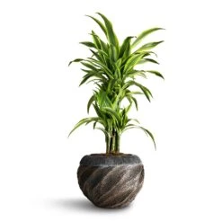Luxe Lite Wave Globe Planter - Bronze -Plant potted plants Dracaena fragrans Lemon Lime Branched 24x90cm Luxe Lite Wave Globe Planter Bronze 67e45afb 7fa5 4709 bfc9 5ad9dcd999a9