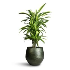 Noor Plant Pot - Velvet Green -Plant potted plants Dracaena fragrans Lemon Lime Branched 24x90cm Noor Plant Pot Velvet Green 33x30cm 912c4454 ba78 4907 a5e2 20b453a69ca7