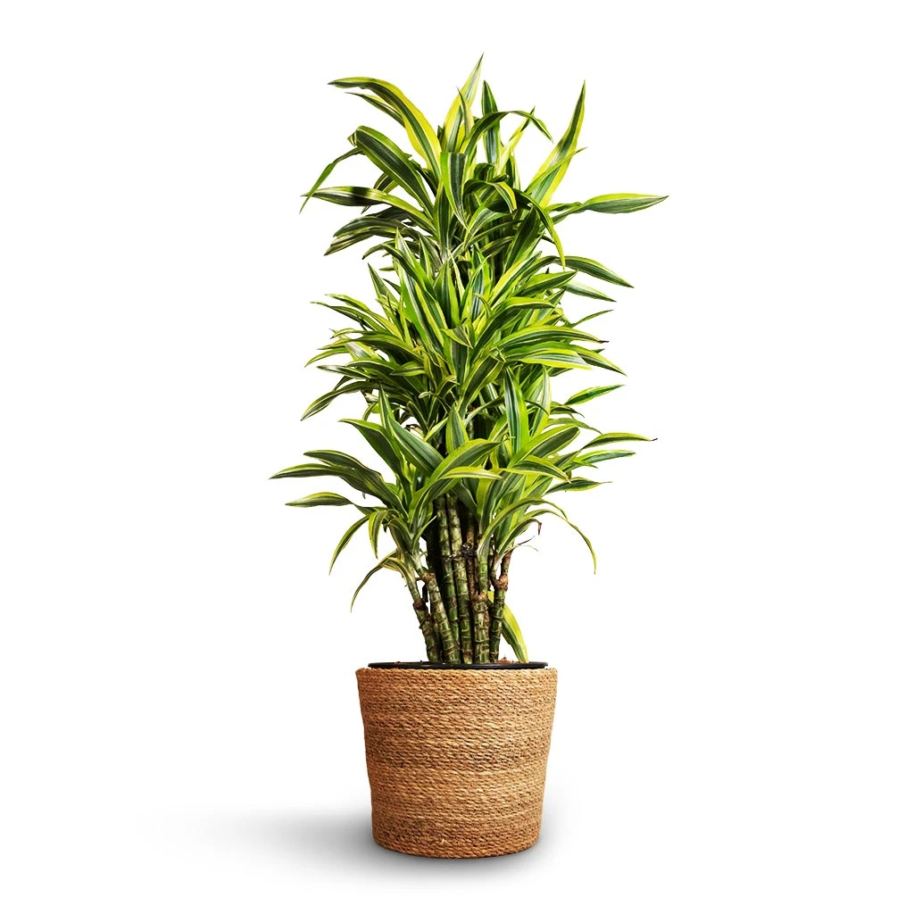 Dracaena Fragrans Lemon Lime - Branched 10 Dracaena Fragrans Lemon Lime - Branched - Image 8