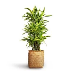 Zayn Bamboo Planter -Plant potted plants Dracaena fragrans Lemon Lime Branched 27x110cm Zayn Bamboo Planter 31.5x33cm 2 3484520d 491b 4b04 bb51 9c518cd543c5