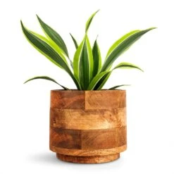 Dracaena Fragrans Lemon Lime - Head 25 Dracaena Fragrans Lemon Lime - Head -Plant potted plants Dracaena fragrans Lemon Lime Head 12x35cm Helle Plant Pot Natural 16x14cm