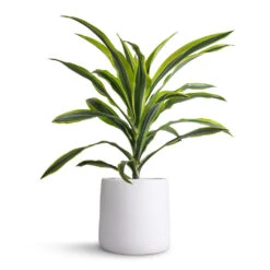 Dracaena Fragrans Lemon Lime - Head 23 Dracaena Fragrans Lemon Lime - Head -Plant potted plants Dracaena fragrans Lemon Lime Head 17x50cm Akemi Plant Pot Pure White 22x20cm