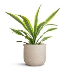Dracaena Fragrans Lemon Lime - Head 30 Dracaena Fragrans Lemon Lime - Head -Plant potted plants Dracaena fragrans Lemon Lime Head 17x50cm Aurora Terrazzo Handle Plant Pot Oat 22x21cm