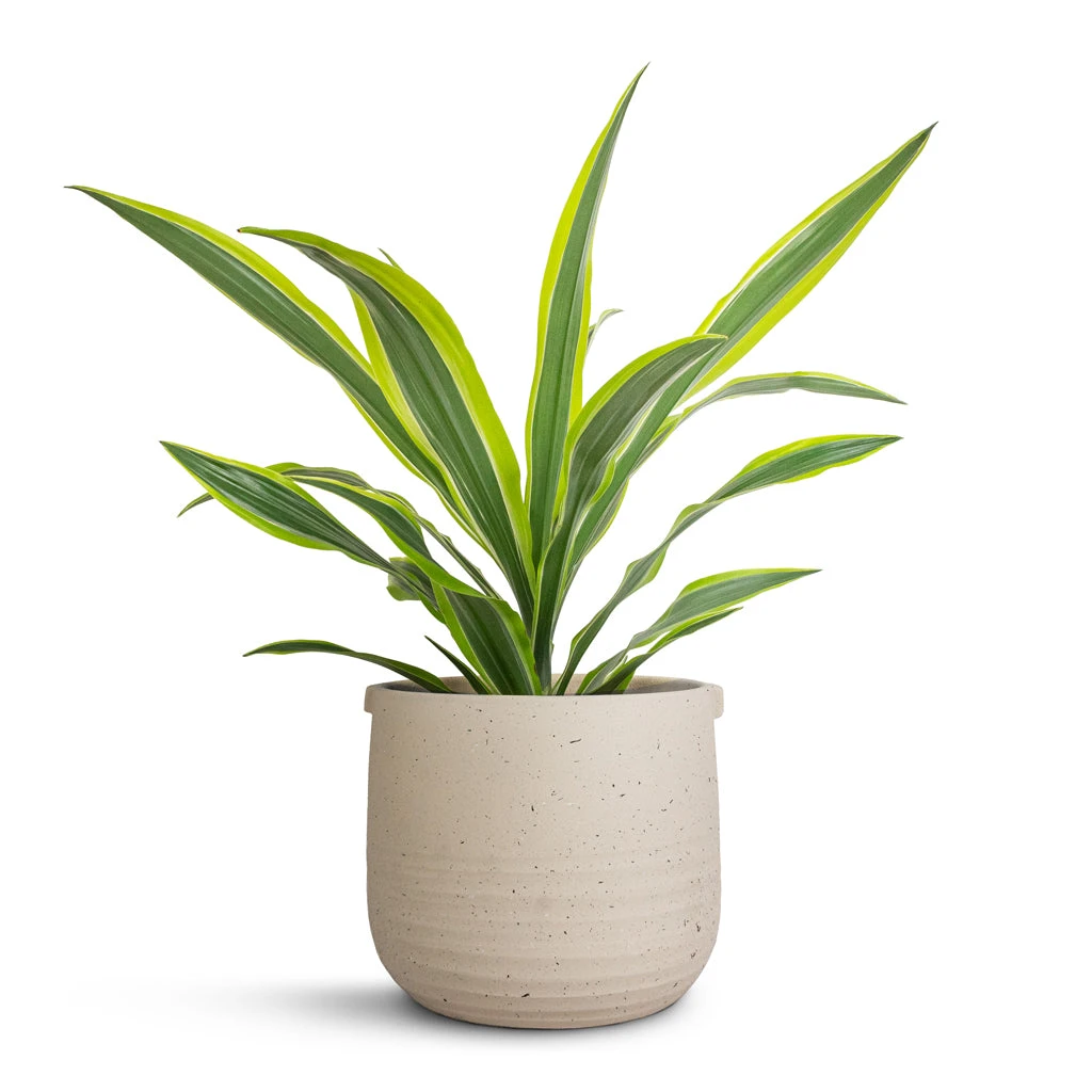 Dracaena Fragrans Lemon Lime - Head 15 Dracaena Fragrans Lemon Lime - Head - Image 13