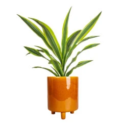Pisa Plant Pot - Mustard -Plant potted plants Dracaena fragrans Lemon Lime Head 17x50cm Pisa Plant Pot Mustard 20x24cm