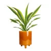 Dracaena Fragrans Lemon Lime - Head -Plant potted plants Dracaena fragrans Lemon Lime Head 17x50cm Pisa Plant Pot Mustard 20x24cm 6bf24ae6 fd31 4ce0 bb12 3ee36a549dd6
