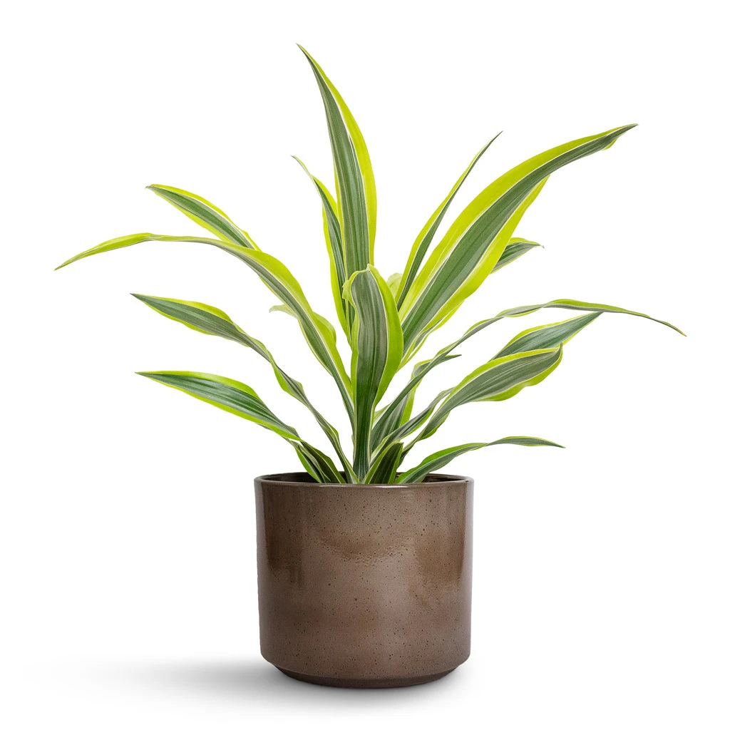 Dracaena Fragrans Lemon Lime - Head 6 Dracaena Fragrans Lemon Lime - Head - Image 4