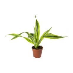 Dracaena Fragrans Lemon Lime - Head 26 Dracaena Fragrans Lemon Lime - Head -Plant potted plants Dracaena fragrans Lemon Lime Head