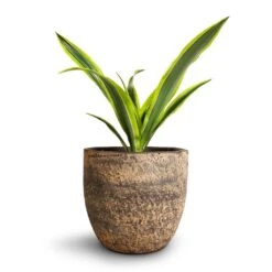 Dracaena Fragrans Lemon Lime - Head 28 Dracaena Fragrans Lemon Lime - Head -Plant potted plants Dracaena fragrans Lemon Lime Head Cas Plant Pot Sahara