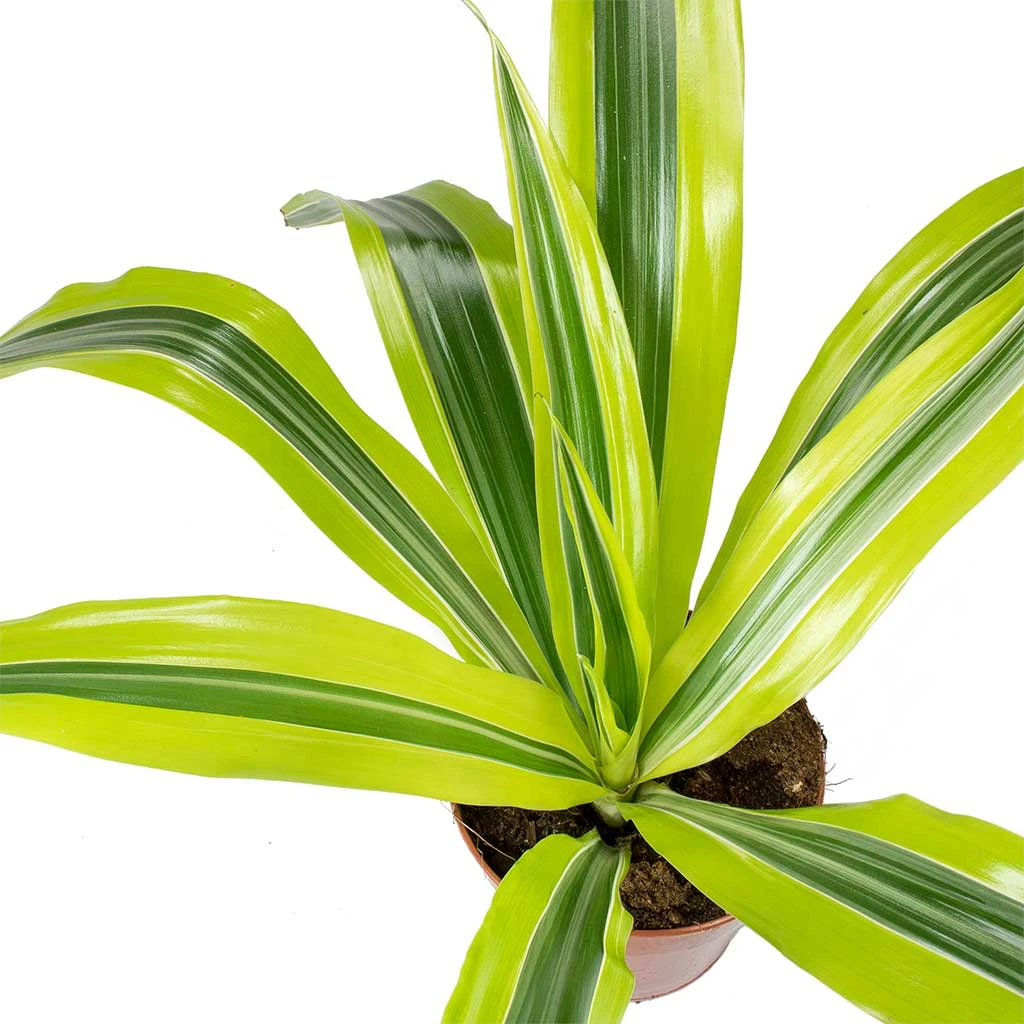 Dracaena Fragrans Lemon Lime - Head 12 Dracaena Fragrans Lemon Lime - Head - Image 10