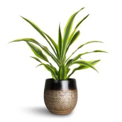Mya Plant Pot - Deep Champagne -Plant potted plants Dracaena fragrans Lemon Lime Head Mya Plant Pot Deep Champagne d37372a6 9095 4103 b212 6e9cf285335f