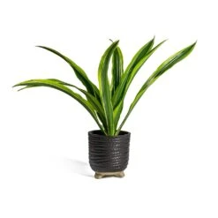 Dracaena Fragrans Lemon Lime - Head 32 Dracaena Fragrans Lemon Lime - Head -Plant potted plants Dracaena fragrans Lemon Lime Head bekka Plant Pot black fdf975a1 d244 4f3f 9726 626b0c63d9c1