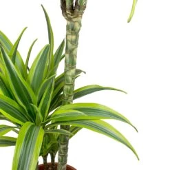Dracaena Fragrans Lemon Lime - Multi Stem 25 Dracaena Fragrans Lemon Lime - Multi Stem -Plant potted plants Dracaena fragrans Lemon Lime Leaves