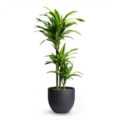 Dracaena Fragrans Lemon Lime - Multi Stem 26 Dracaena Fragrans Lemon Lime - Multi Stem -Plant potted plants Dracaena fragrans Lemon Lime Multi Stem 21x100cm 3 stems Rinca Plant Pot Shiny Black 29x26cm
