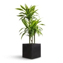 Dracaena Fragrans Lemon Lime - Multi Stem 28 Dracaena Fragrans Lemon Lime - Multi Stem -Plant potted plants Dracaena fragrans Lemon Lime Multi Stem 21x100cm 3 stems Grigio Cube Planter Anthracite Concrete 30x30x30cm efef6ae2 f868 4823 a959 39d95d529794