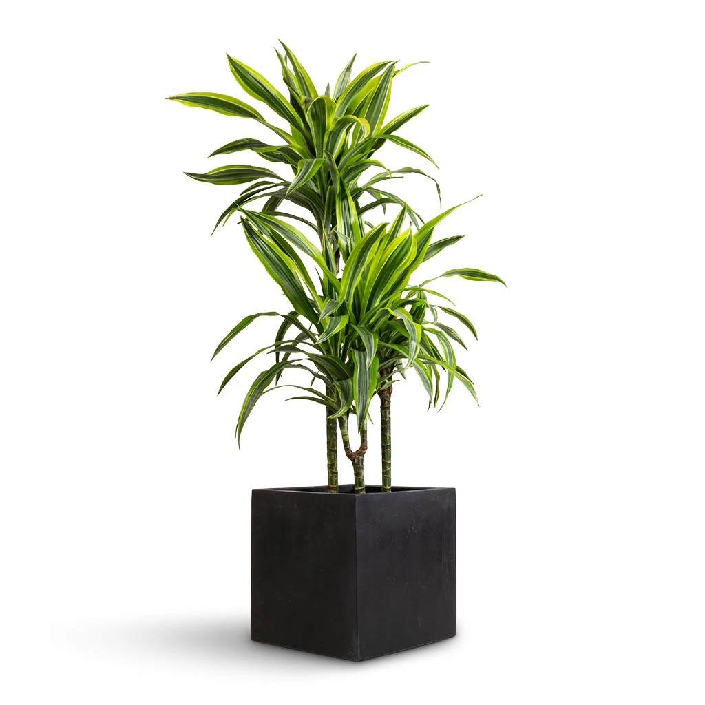 Dracaena Fragrans Lemon Lime - Multi Stem 9 Dracaena Fragrans Lemon Lime - Multi Stem - Image 7