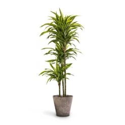Dracaena Fragrans Lemon Lime - Multi Stem 36 Dracaena Fragrans Lemon Lime - Multi Stem -Plant potted plants Dracaena fragrans Lemon Lime Multi Stem 24 x 140cm Claire Artstone Plant Pot Grey 32x29cm