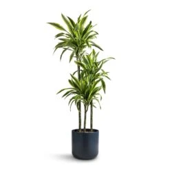Dracaena Fragrans Lemon Lime - Multi Stem 38 Dracaena Fragrans Lemon Lime - Multi Stem -Plant potted plants Dracaena fragrans Lemon Lime Multi Stem 24x140cm 3 stems Lisbon Plant Pot Navy 26x26cm
