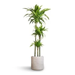 Dracaena Fragrans Lemon Lime - Multi Stem 37 Dracaena Fragrans Lemon Lime - Multi Stem -Plant potted plants Dracaena fragrans Lemon Lime Multi Stem 24x140cm 3stems Angle Cylinder Plant Pot White 30x30cm 6af1624b 28f0 4db1 b46c 44cb706e29b1