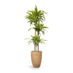 Ben Plant Pot - Straw Grass -Plant potted plants Dracaena fragrans Lemon Lime Multi Stem 24x140cm 3stems Ben Plant Pot Straw Grass 30x41cm