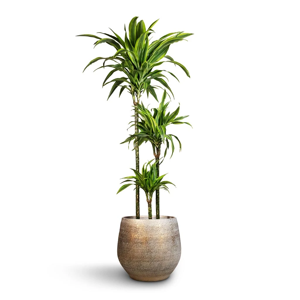 Dracaena Fragrans Lemon Lime - Multi Stem 16 Dracaena Fragrans Lemon Lime - Multi Stem - Image 14