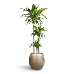 Noor Plant Pot - Metallic Grey 19 Noor Plant Pot - Metallic Grey -Plant potted plants Dracaena fragrans Lemon Lime Multi Stem 24x140cm 3stems Noor Plant Pot Metallic Grey 36x33cm 2 69d85773 6bcd 409f b13f 8f569db81933