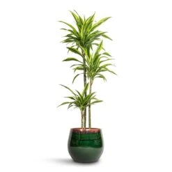 Dracaena Fragrans Lemon Lime - Multi Stem 31 Dracaena Fragrans Lemon Lime - Multi Stem -Plant potted plants Dracaena fragrans Lemon Lime Multi Stem 24x145cm 3 stems Charlotte Plant Pot Green 33x30cm