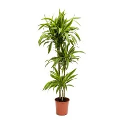 Dracaena Fragrans Lemon Lime - Multi Stem 32 Dracaena Fragrans Lemon Lime - Multi Stem -Plant potted plants Dracaena fragrans Lemon Lime Multi Stem Large