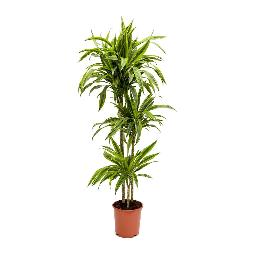 Dracaena Fragrans Lemon Lime - Multi Stem 13 Dracaena Fragrans Lemon Lime - Multi Stem - Image 11