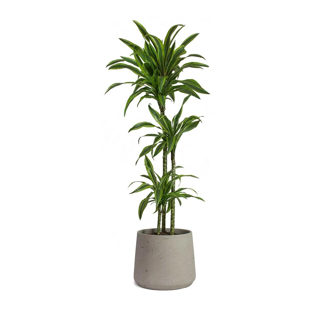 Patt Plant Pot - Grey Washed 21 Patt Plant Pot - Grey Washed - Image 19