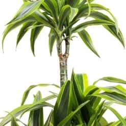 Dracaena Fragrans Lemon Lime - Multi Stem 29 Dracaena Fragrans Lemon Lime - Multi Stem -Plant potted plants Dracaena fragrans Lemon Lime Multi Stem SWATCH