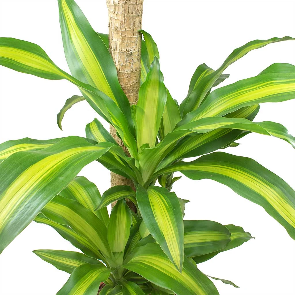 Dracaena Fragrans Massangeana - Multi Stem 4 Dracaena Fragrans Massangeana - Multi Stem - Image 2