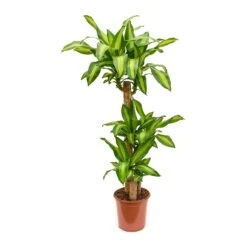 Dracaena Fragrans Massangeana - Multi Stem 13 Dracaena Fragrans Massangeana - Multi Stem -Plant potted plants Dracaena fragrans Massangeana Multi Stem