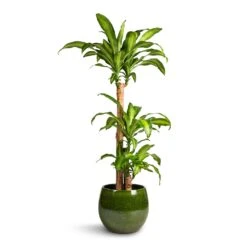 Aimee Plant Pot - Pear -Plant potted plants Dracaena fragrans Massangeana Multi Stem 24x135cm 3 stems Aimee Plant Pot Pear 33x28cm 9d51daf9 fa5a 4318 8b6a 126301d74672