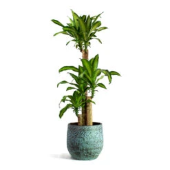 Dracaena Fragrans Massangeana - Multi Stem 15 Dracaena Fragrans Massangeana - Multi Stem -Plant potted plants Dracaena fragrans Massangeana Multi Stem Evi Plant Pot Antique Bronze