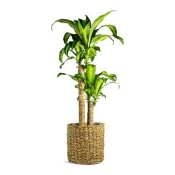 Dracaena Fragrans Massangeana - Multi Stem 16 Dracaena Fragrans Massangeana - Multi Stem -Plant potted plants Dracaena fragrans Massangeana Multi Stem Ido Plant Baskets Set of 5 Natural