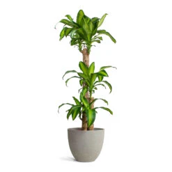 Dracaena Fragrans Massangeana - Multi Stem 12 Dracaena Fragrans Massangeana - Multi Stem -Plant potted plants Dracaena fragrans Massangeana Multi Stem Mini Jesslyn Plant Pot Grey Washed 1d2ee659 fe6e 49d7 97ae c150ba57569b