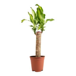 Dracaena Fragrans Massangeana - Single Stem 8 Dracaena Fragrans Massangeana - Single Stem -Plant potted plants Dracaena fragrans Massangeana Single Stem 14x65cm