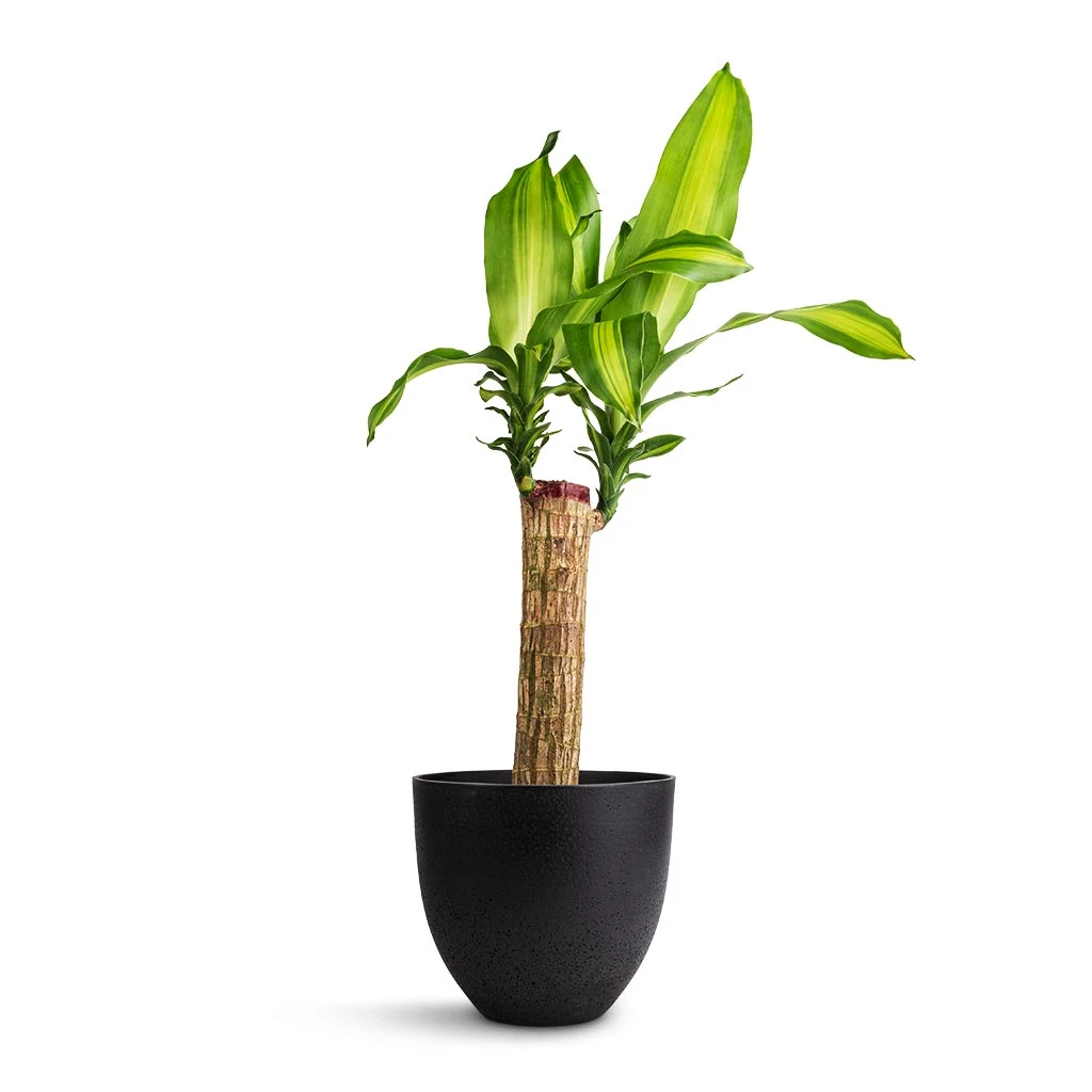 Dracaena Fragrans Massangeana - Single Stem 3 Dracaena Fragrans Massangeana - Single Stem