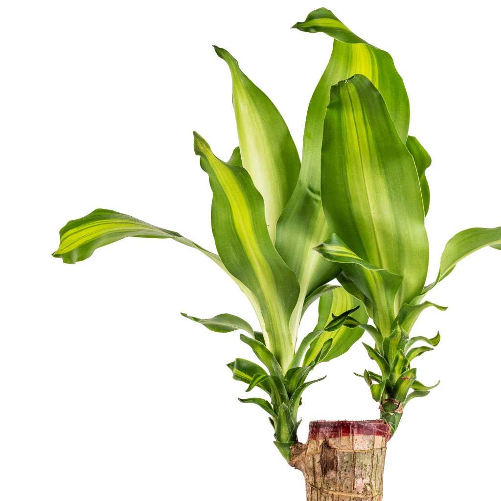 Dracaena Fragrans Massangeana - Single Stem 4 Dracaena Fragrans Massangeana - Single Stem - Image 2