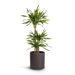 Max Refined Planter - Volcano Black -Plant potted plants Dracaena fragrans Riki Multi Stem 21x100cm 3stems Max Refined Planter Volcano Black 29x29.5cm