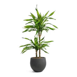Mini Orb Kevan Plant Pot - Black Washed 26 Mini Orb Kevan Plant Pot - Black Washed -Plant potted plants Dracaena fragrans Riki Multi Stem Mini Orb Kevan Plant Pot Black Washed 0db091ea c26e 4629 9fec 3ecb01bfb139