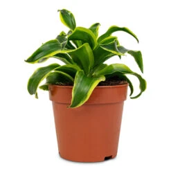 Dracaena Fragrans Tornado - Head -Plant potted plants Dracaena fragrans Tornado Head 12x25cm