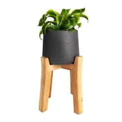 Dracaena Fragrans Tornado - Head -Plant potted plants Dracaena fragrans Tornado Head 12x25cm Patt Plant Pot Tall Stand Black Washed 23x34cmcopy