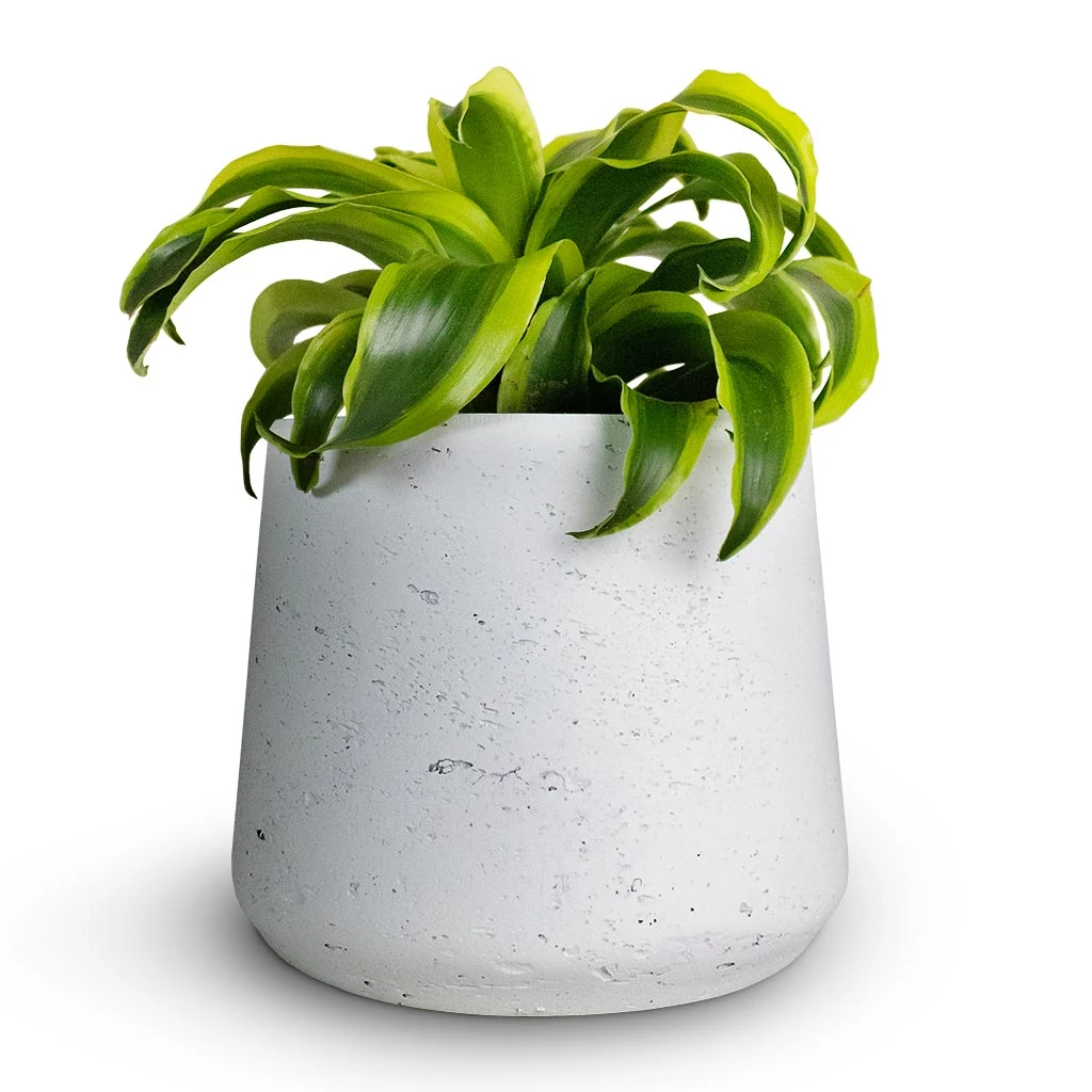 Patt Plant Pot - White Washed 11 Patt Plant Pot - White Washed - Image 9