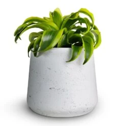 Dracaena Fragrans Tornado - Head -Plant potted plants Dracaena fragrans Tornado Head 12x25cm Patt Plant Pot White Washed 16x14cmcopy 36a346b0 8e01 48ba 8e6e 46b21bf57cff